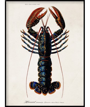 Affiche Homard 50-70% off 